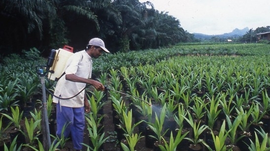 Compagniies agricoles de plantation-de-palmiers-a-huile-940x705
