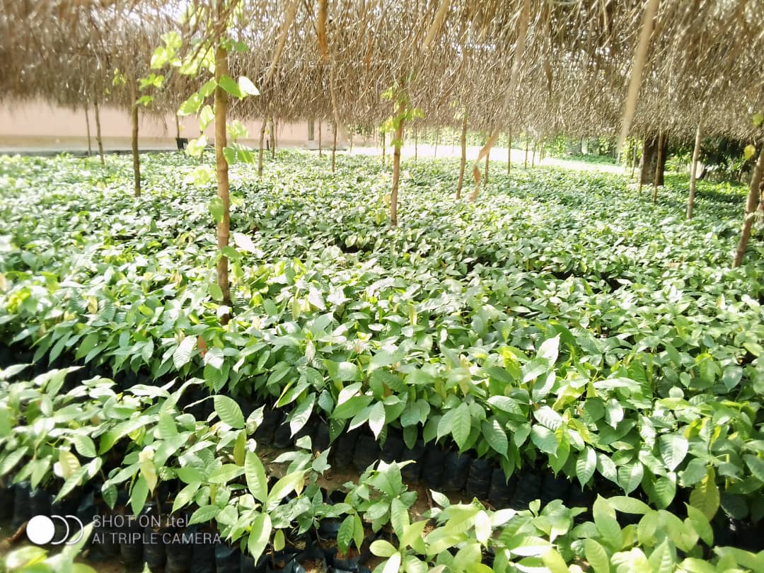 Cameroun- Lancement de la campagne agricole 2021-2022 : Voici les grandes opportunités qu'offre le chef de centre SODECAO SUD aux cacaoculteurs 1