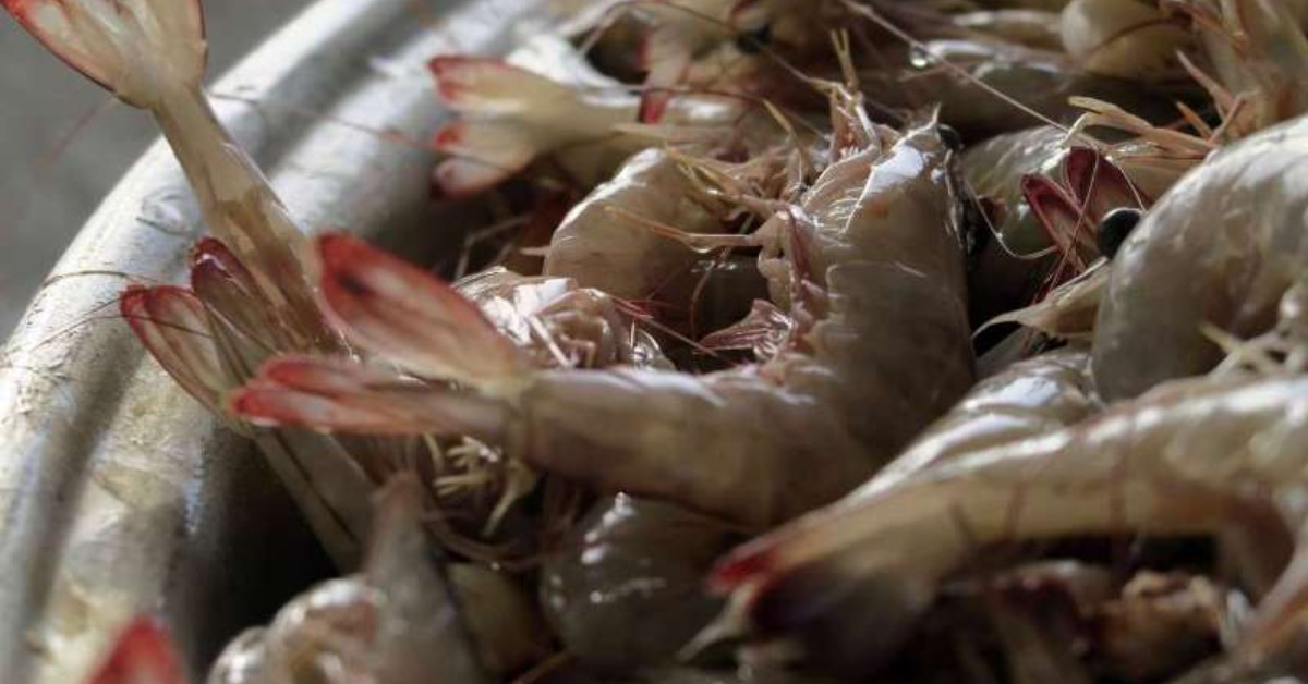 Cameroun- Pêche à la crevette: le Fish4acp pour le développement la filière 1