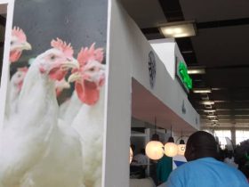 Cameroun-Salon avicole international: LA 5e édition ouvre ses portes 5