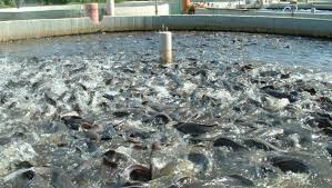 Cameroun - Panier de la ménagère:  PROFID, donne un coup de pouce pour booster la production locale du poisson 3