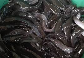 Projet PD- CVEP:Le Cameroun mise sur la pisciculture pour réduire sa dépendance aux importations de poissons 3