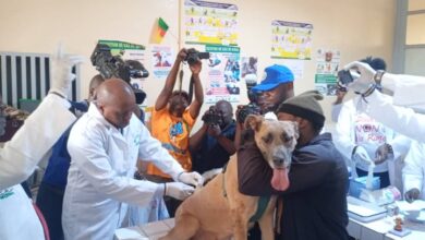 Lancement de la campagne de vaccination contre la rage : Le Cameroun veut éradiquer le phénomène 1