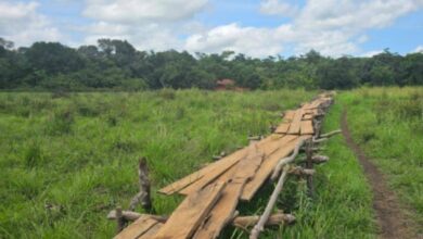 Cameroun - Plan Intégré d’Import-Substitution Agropastoral et Halieutique : le MINTP identifie 13 axes routiers dans l’Adamaoua 15