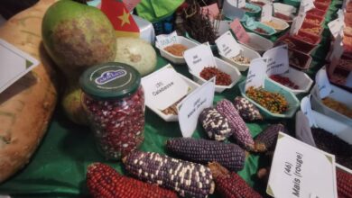 Avenir de l'agroécologie et des systèmes alimentaires durables: Au cœur des échanges de la 2ème conférence du Bassin du Congo 5