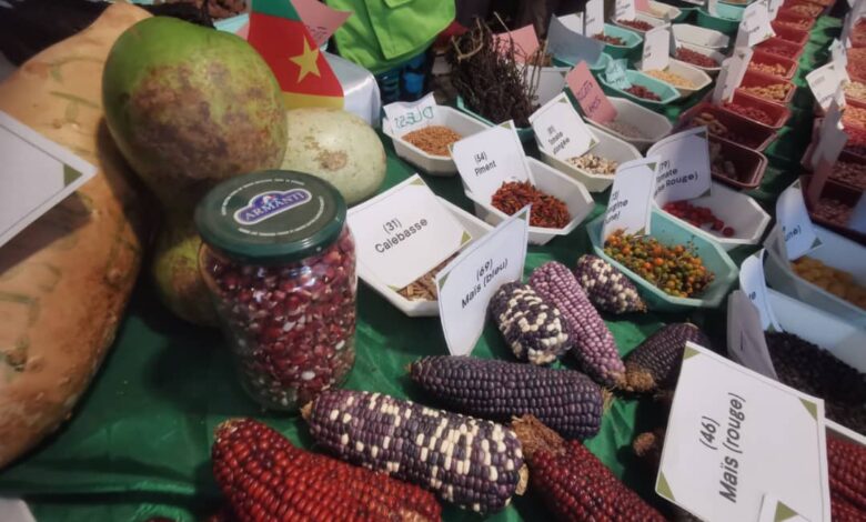 Avenir de l'agroécologie et des systèmes alimentaires durables: Au cœur des échanges de la 2ème conférence du Bassin du Congo 9