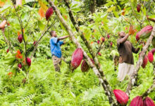 Cameroun - Financement agricole: Le projet “Invest Development & PES Hub”, une niche crédible pour les planteurs 11