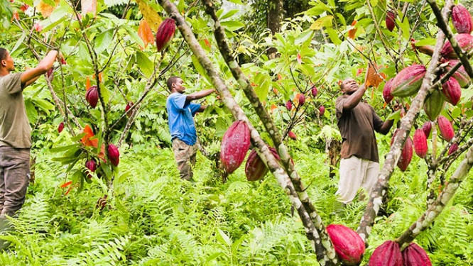 Cameroun - Financement agricole: Le projet “Invest Development & PES Hub”, une niche crédible pour les planteurs 3